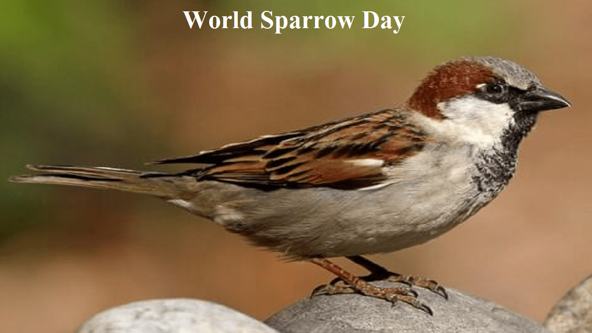 World Sparrow Day: Why We Need to Protect These Precious Birds